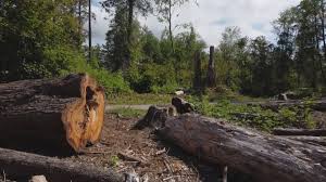 Best Arborist Consultation Services  in Eielson Af, AK