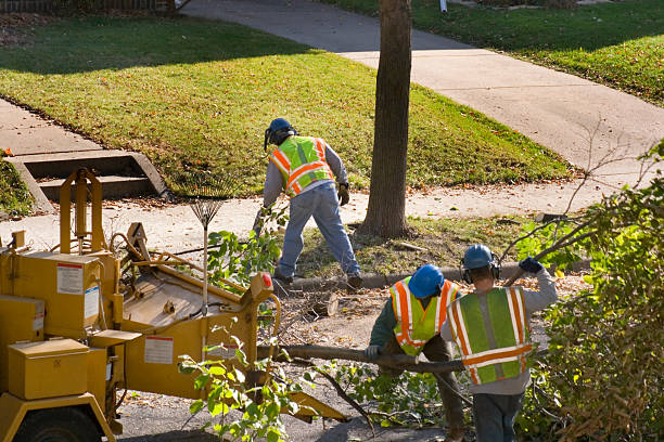 How Our Tree Care Process Works  in  Eielson Af, AK