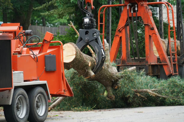 Best Tree Trimming and Pruning  in Eielson Af, AK